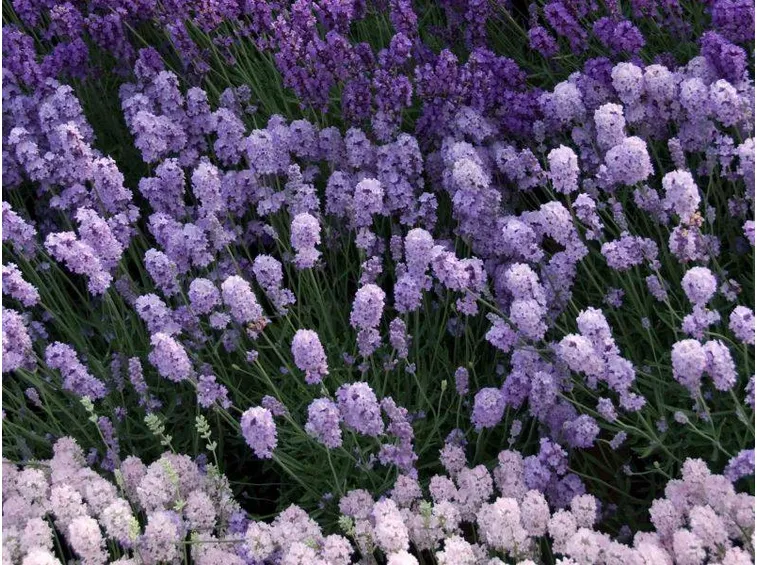 lavandula