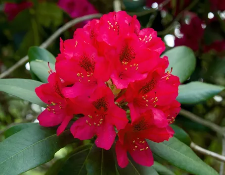 Rododendro in fiore