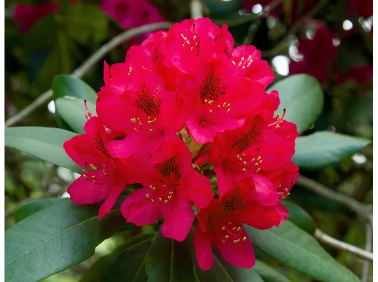 Rododendro in fiore