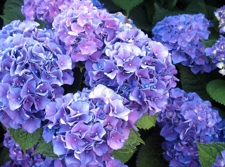 Ortensia blu