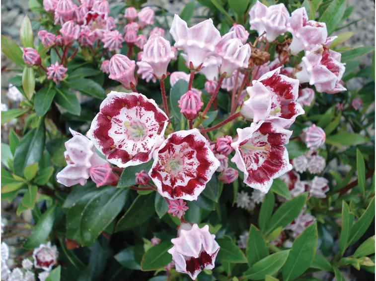 Fiori di kalmia
