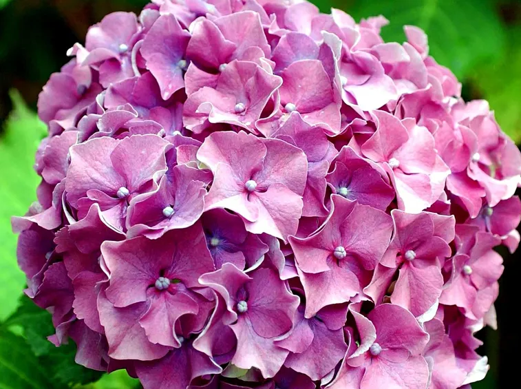 Ortensia rosa