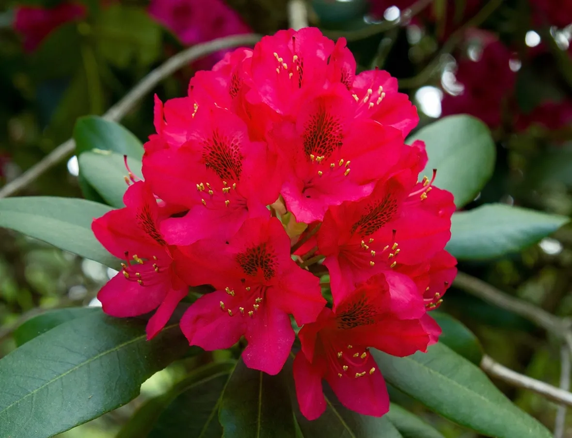Rododendro in fiore