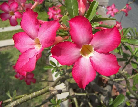 fiore oleandro