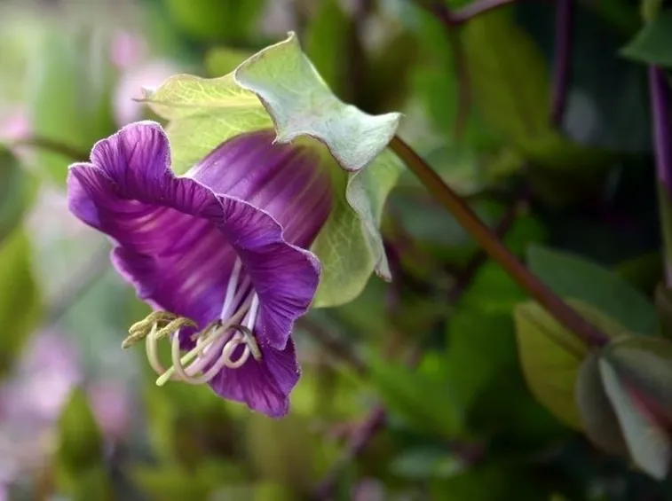 fiore