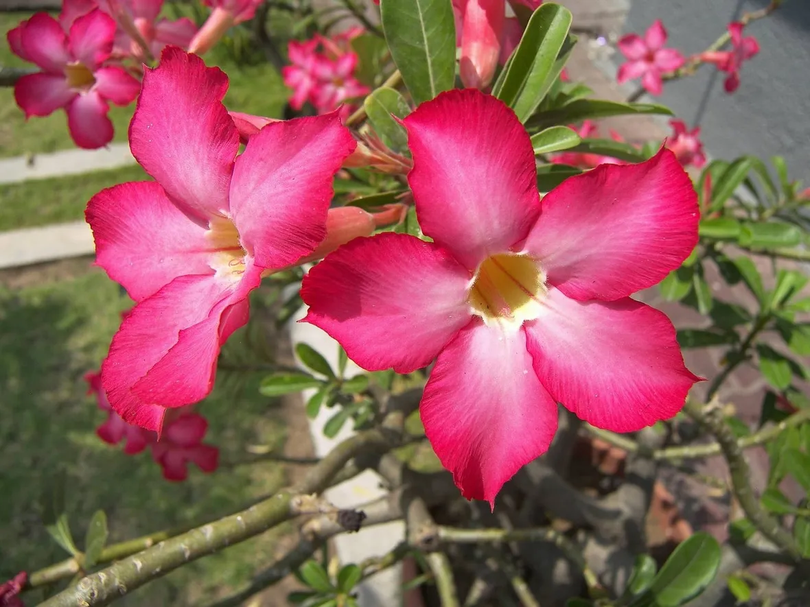 fiore oleandro