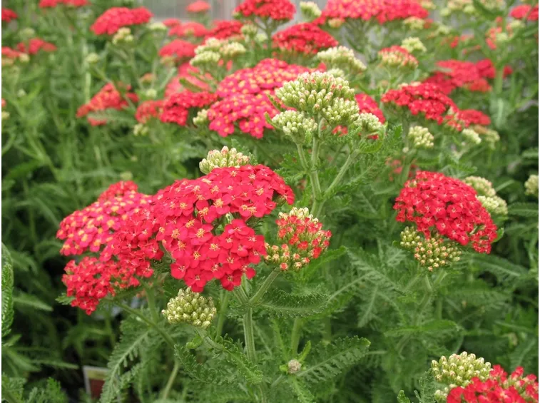 Achillea 