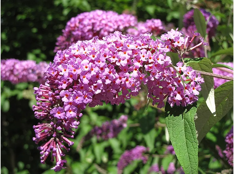 buddleja