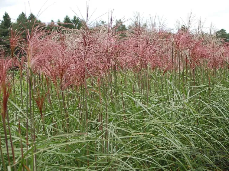 Miscanthus Sinensis