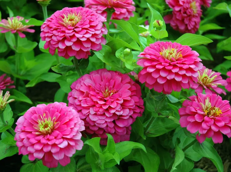 zinnia
