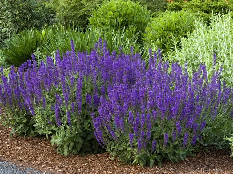 salvia