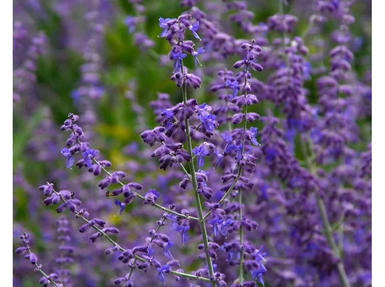 Perovskia altriplicifolia