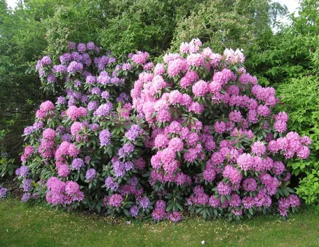 Piante invernali: il rododendro