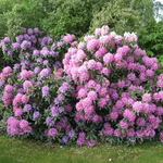 Piante invernali: il rododendro