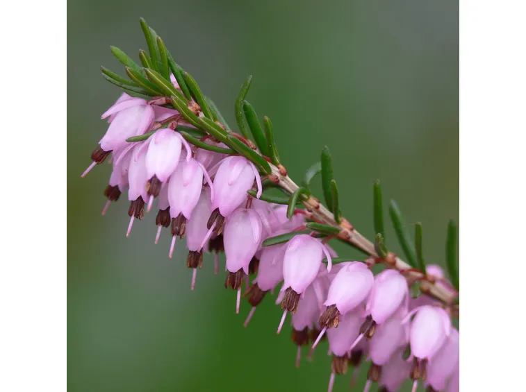 Ramo di erica carnea