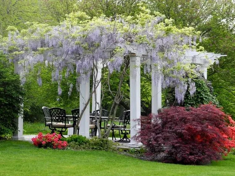 Un pergolato di Syringa vulgaris