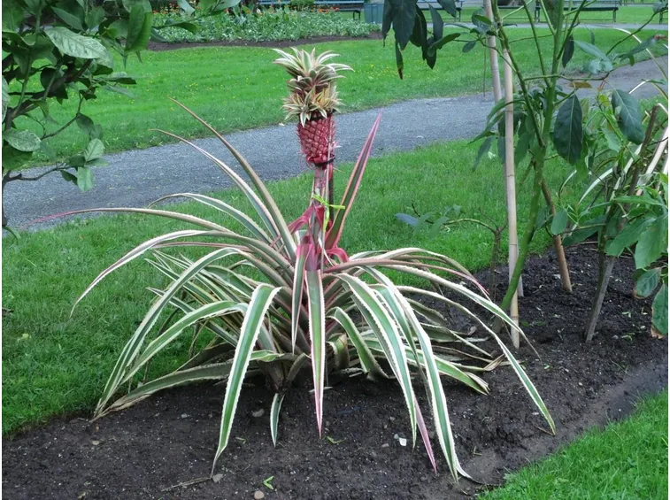 Una pianta di Ananas