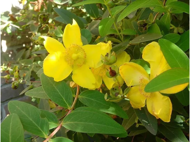 alcuni fiori di iperico