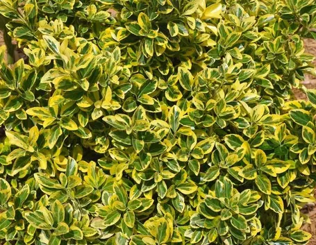 Golden Euonymus