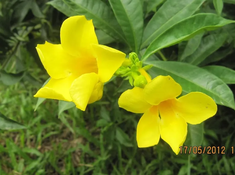 Allamanda in fiore