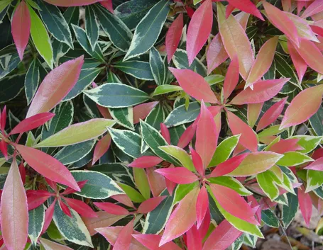 pieris japonica variegato