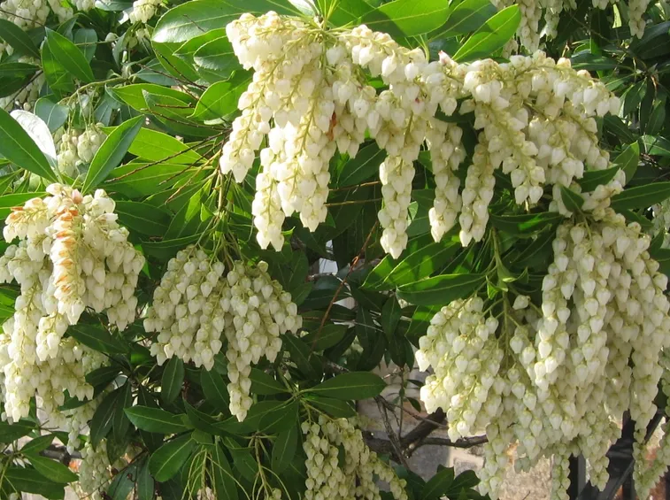 pieris japonica fiore