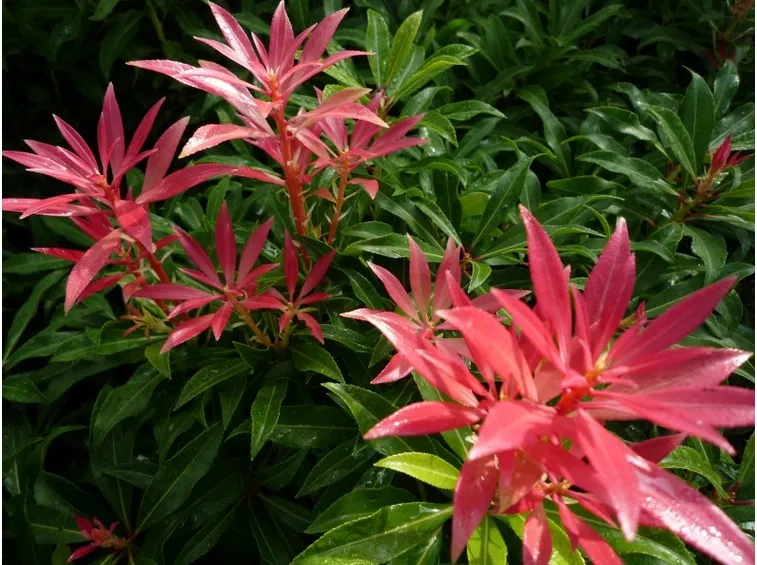pieris japonica purity