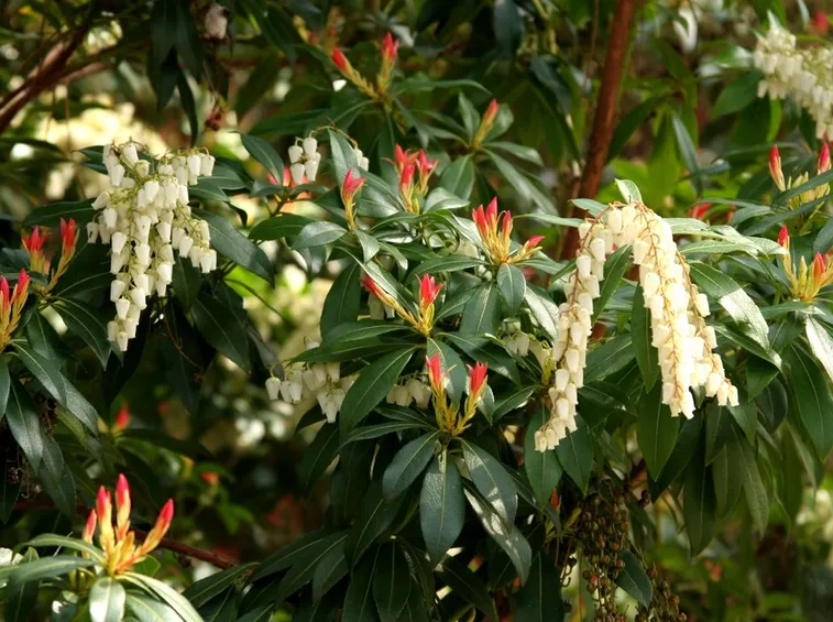 pieris japonica 