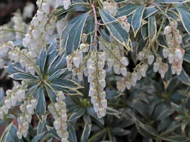 pieris Japonica variegata