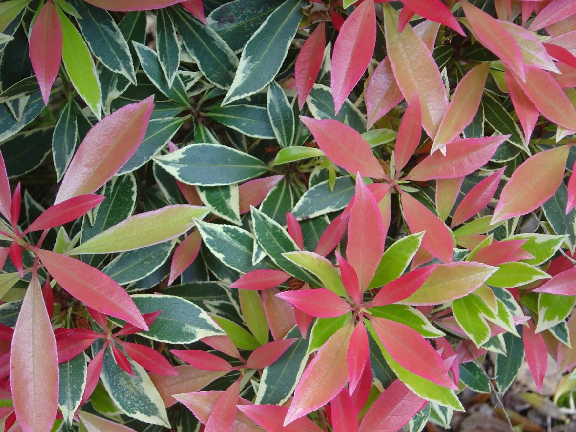 pieris japonica variegato