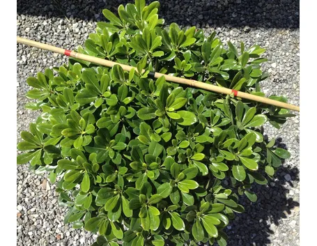 Un cespuglio di pitosforo nano in un giardino roccioso