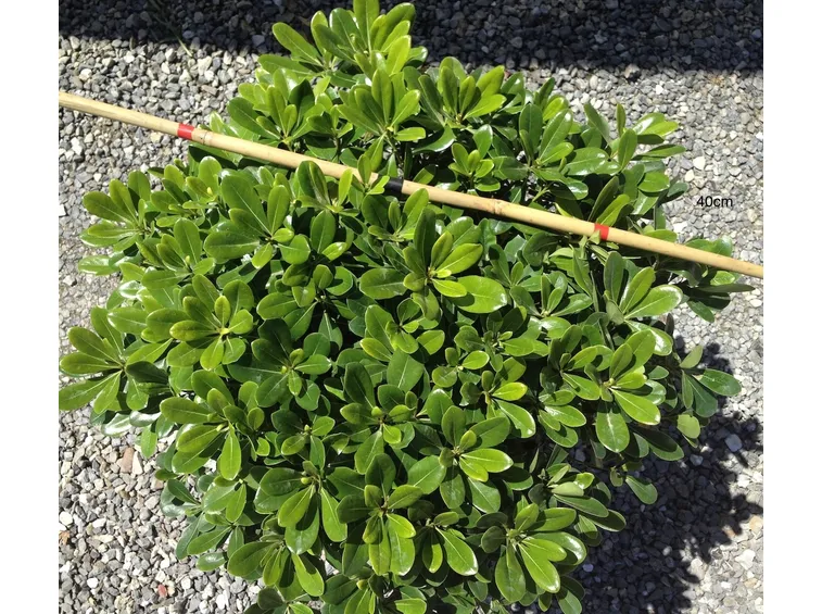 Un cespuglio di pitosforo nano in un giardino roccioso