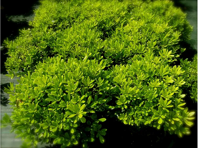 Potatura di una siepe di Pitosforo nano