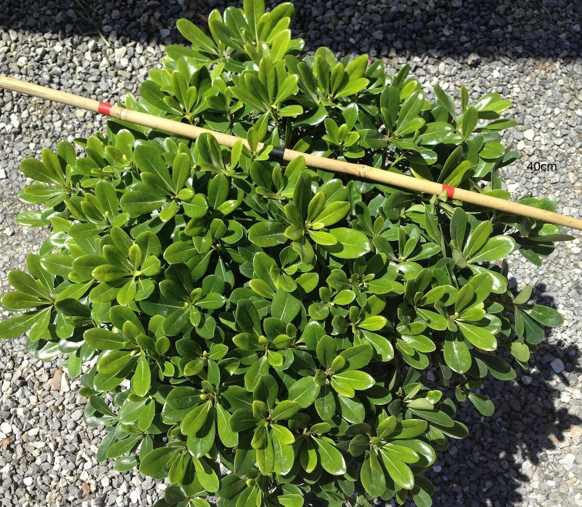 Un cespuglio di pitosforo nano in un giardino roccioso