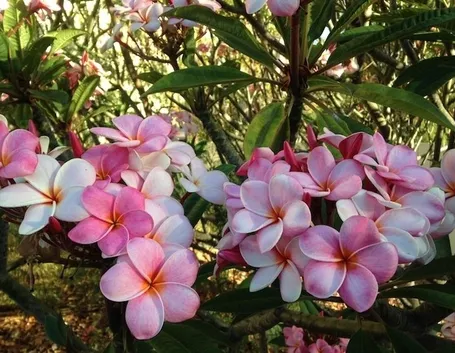 Pomelia