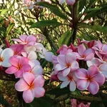 Pomelia