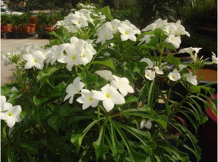 Pomelia pianta
