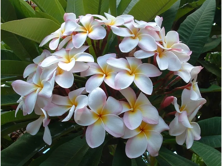 Fiore frangipani