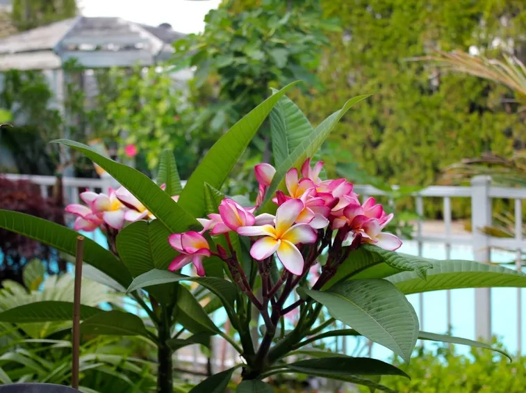 Pianta plumeria