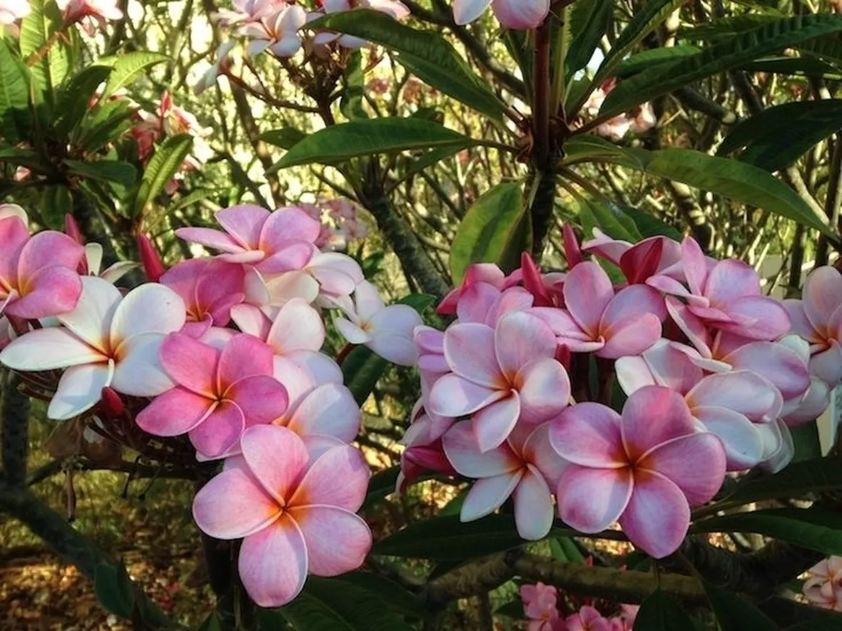 Pomelia