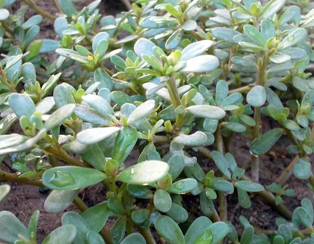 foglie Portulaca