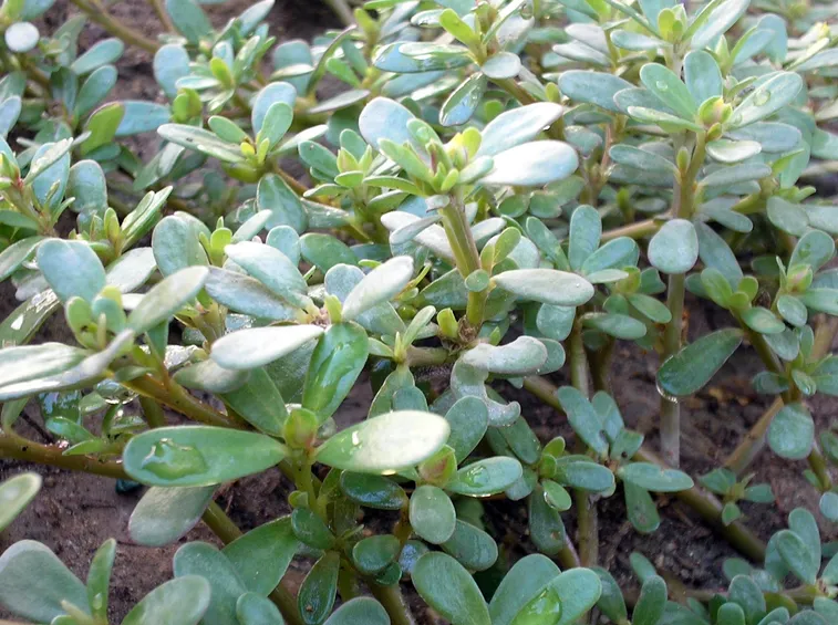 foglie Portulaca