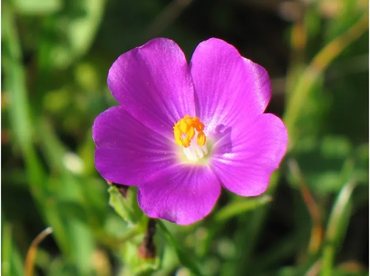 Fiore Potulaca