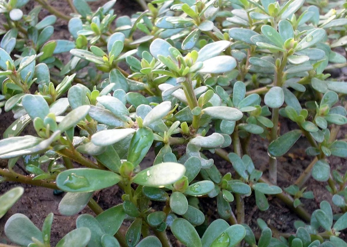 foglie Portulaca