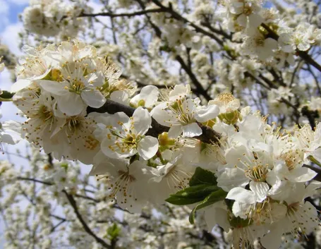 Prunus cerasifera