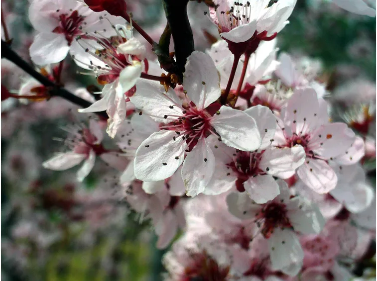 Fiori di prunus cerasifera