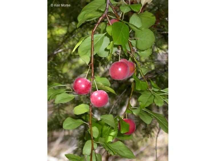 Frutti del prunus cerasifera
