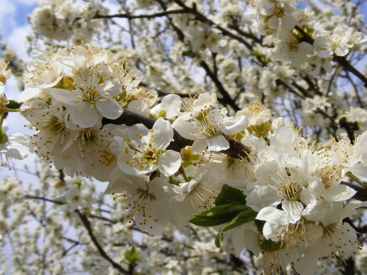 Prunus cerasifera