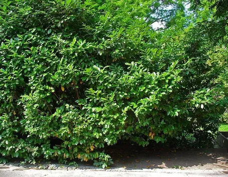 Un prunus laurocerasus