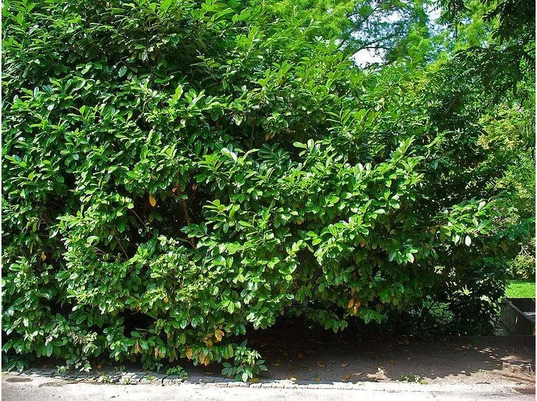 Un prunus laurocerasus